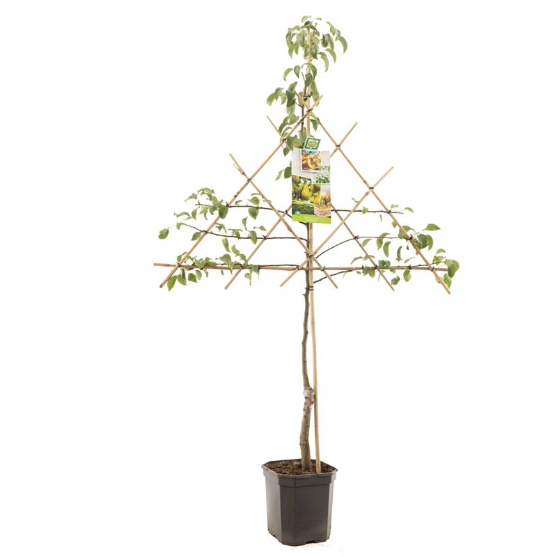 Pyrus comm. Conference leivorm Handpeer, D 24 cm