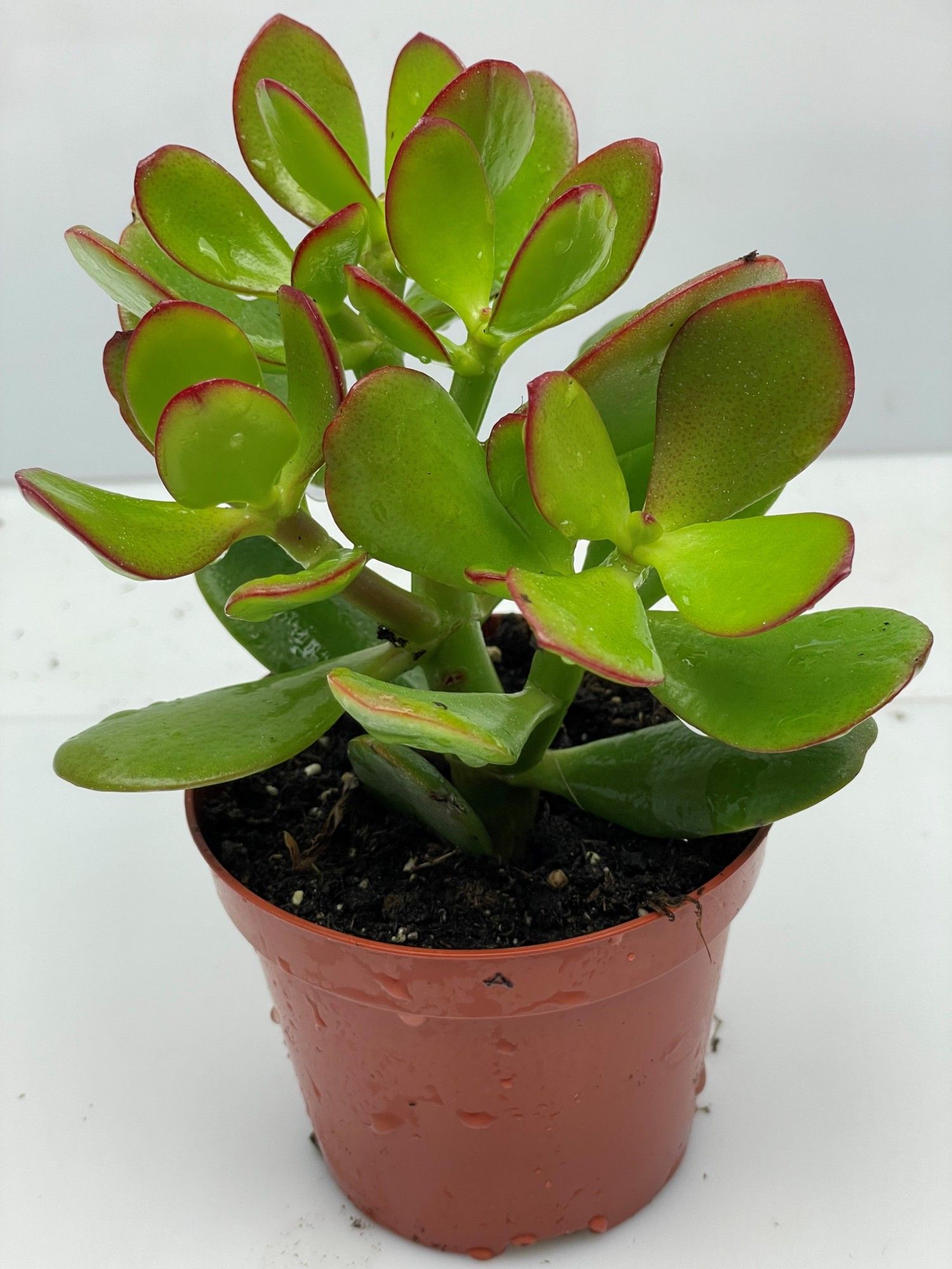 321 Crassula Ovata 8,5 cm, D 8,5