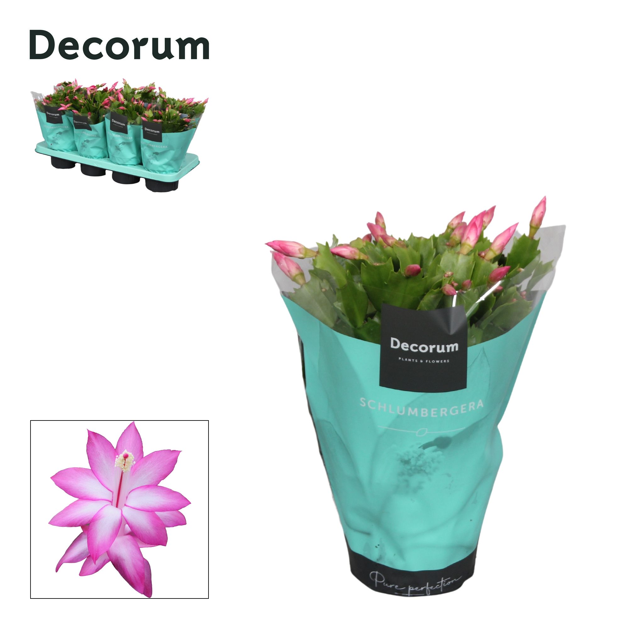 Schlumbergera - 13 cm - Purple (Jolly Dancer) - Decorum, D 13