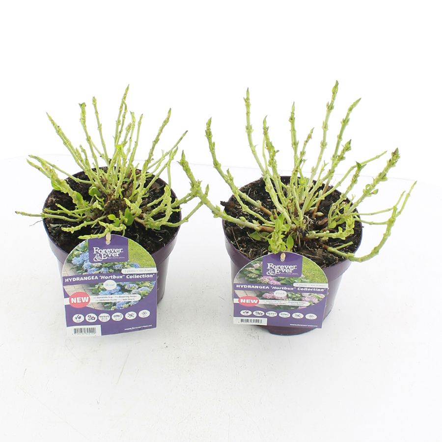 Hydrangea macr. Forever & Ever® 'Hortbux'® MIX C2 (17cm.), D 17