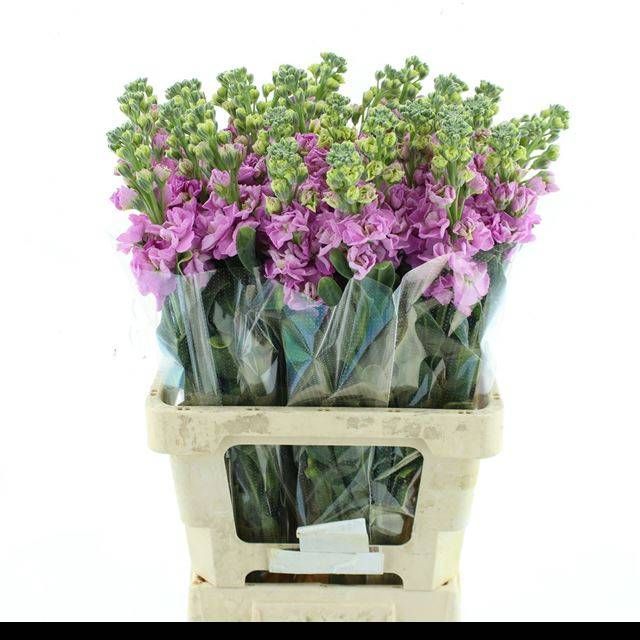 Маттиола од. Айрон Пинк 65, шт.