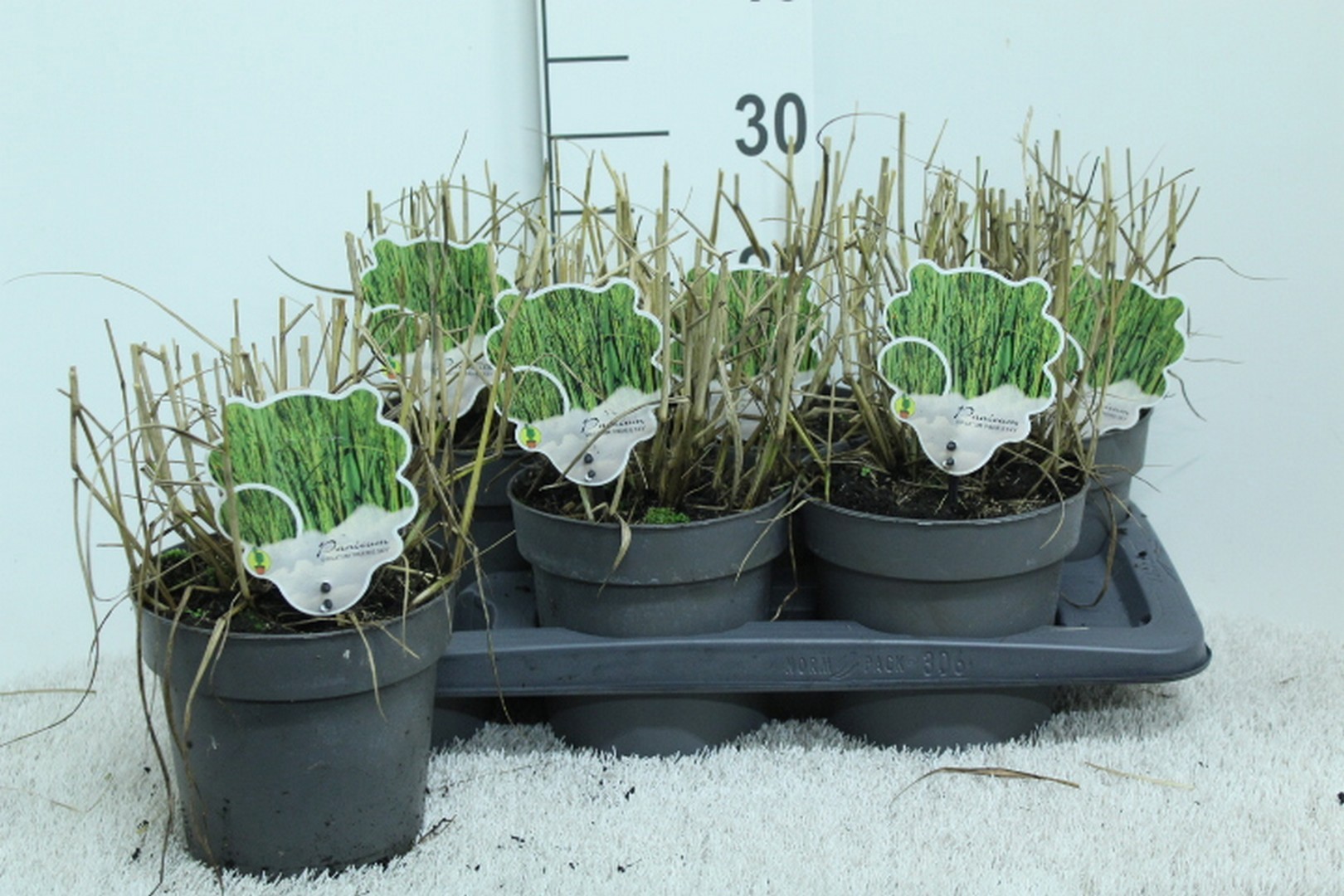 Panicum virgatum 'Prairie Sky' P17, D 17