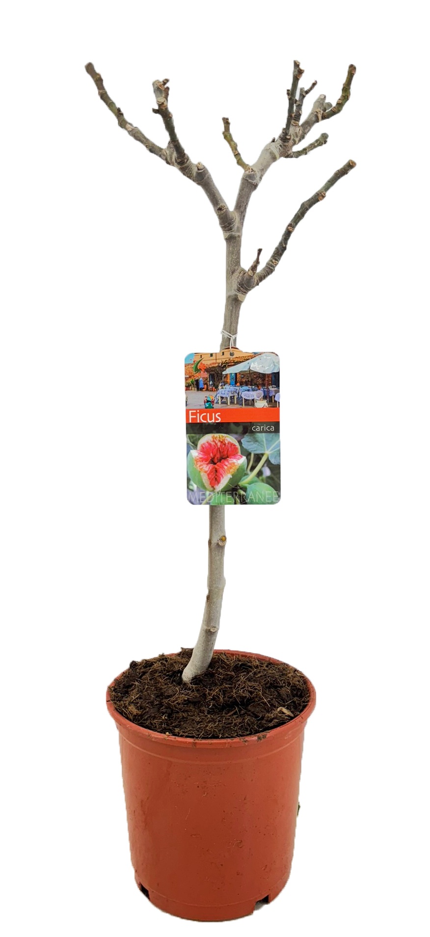Ficus carica, D 21