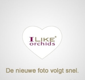 Deco Oxford - 3/4 tak, D 17