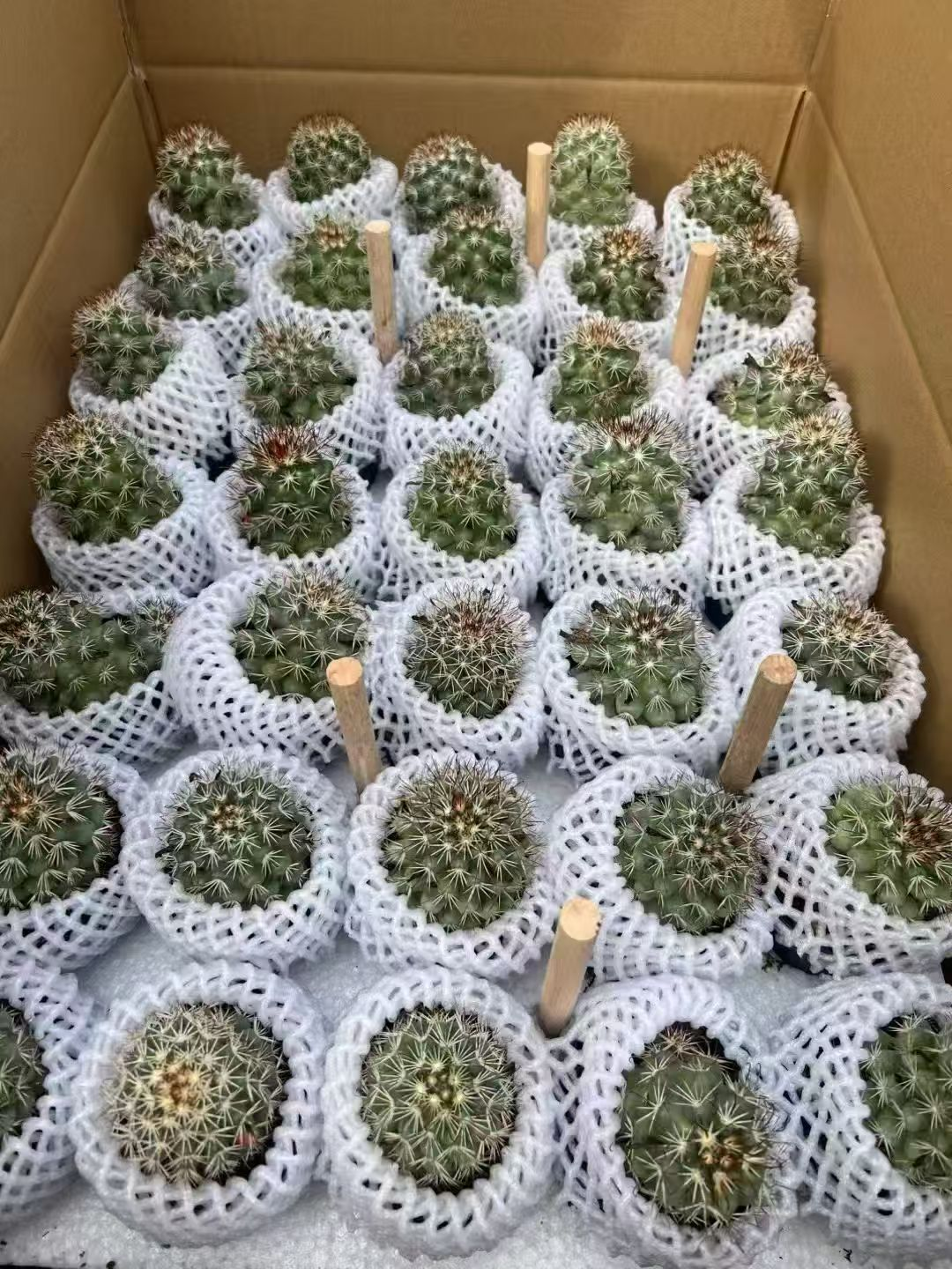 кактус Пенглаи Палаке 9 13