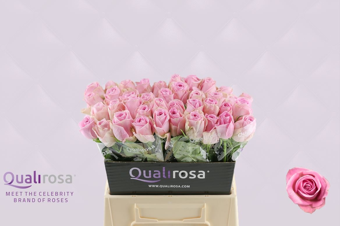 Роза од. Хайди 40, шт.