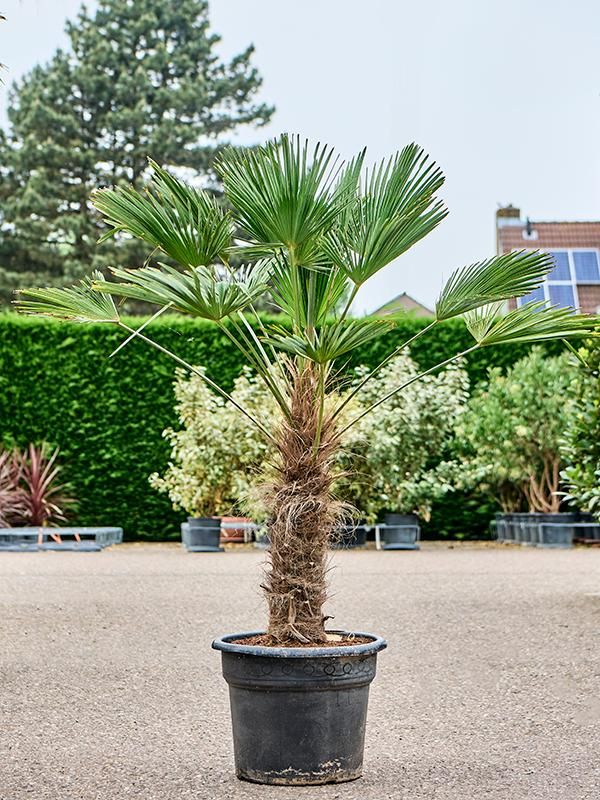 Trachycarpus wagnerianus, D 45