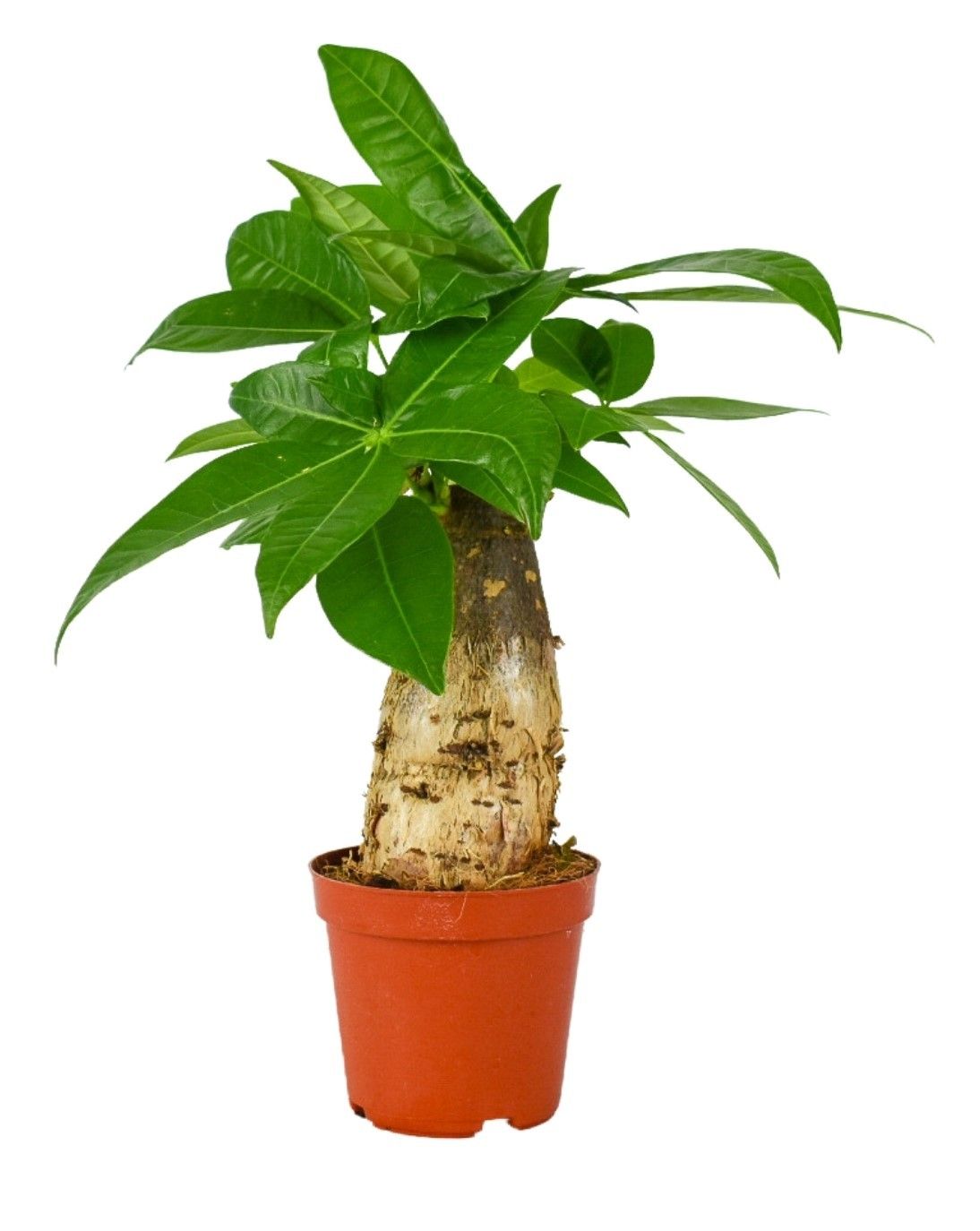 Pachira Aquatica 9 cm trunk, D 9