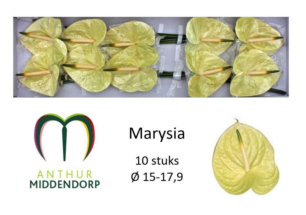 Антуриум Маруся (желт.) x10, шт.