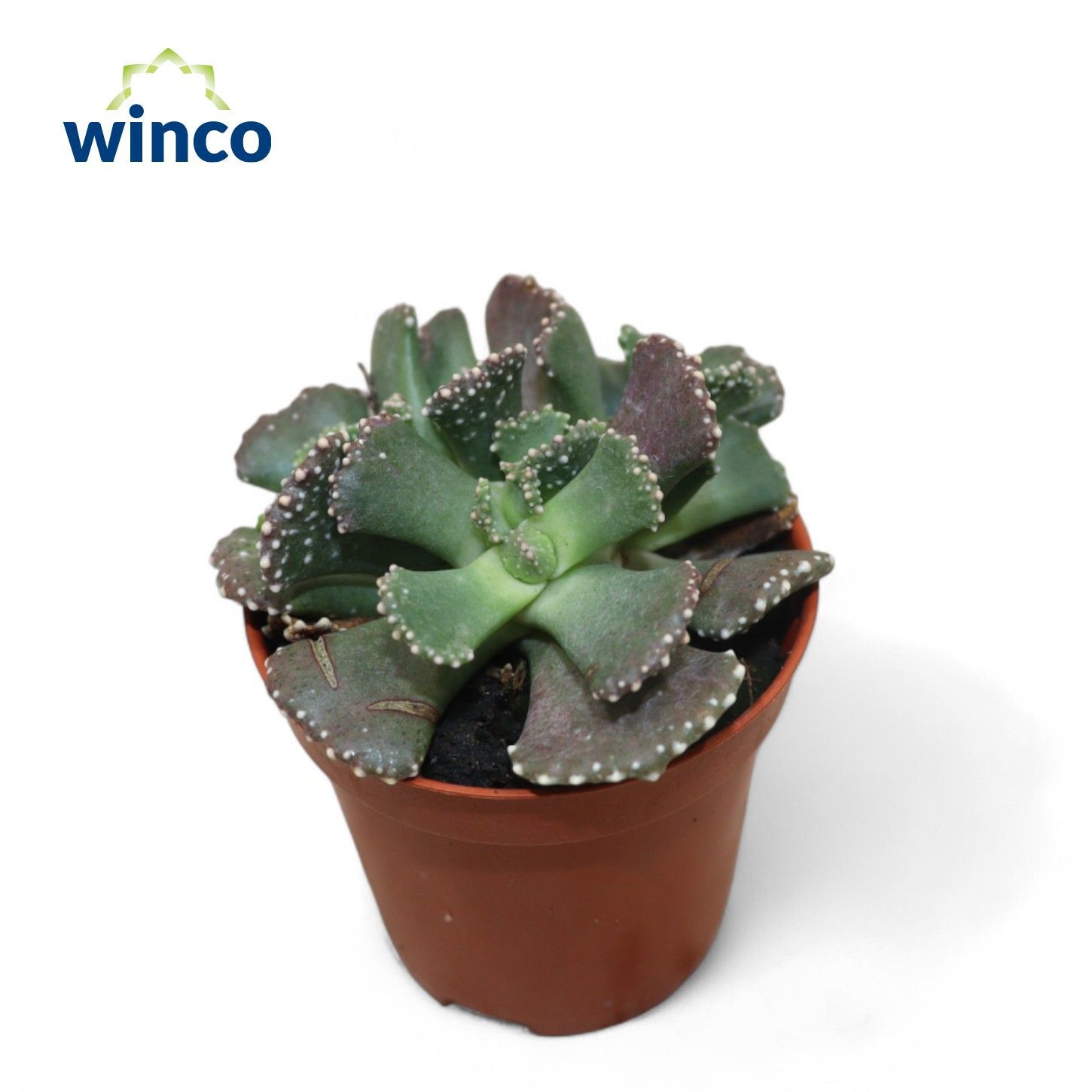 Titanopsis Fulleri, D 5,5