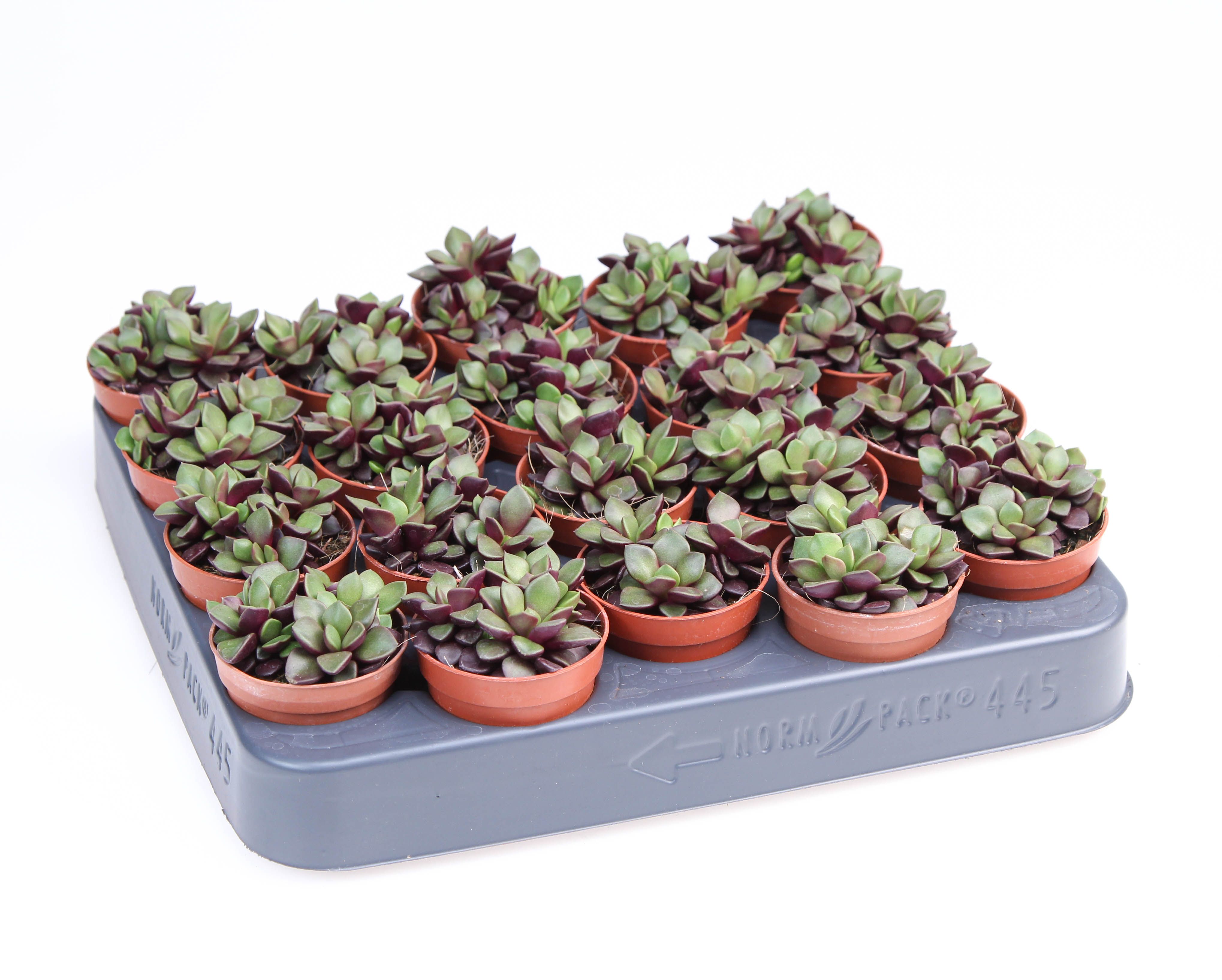 Echeveria 'purple rainbow', D 5,5