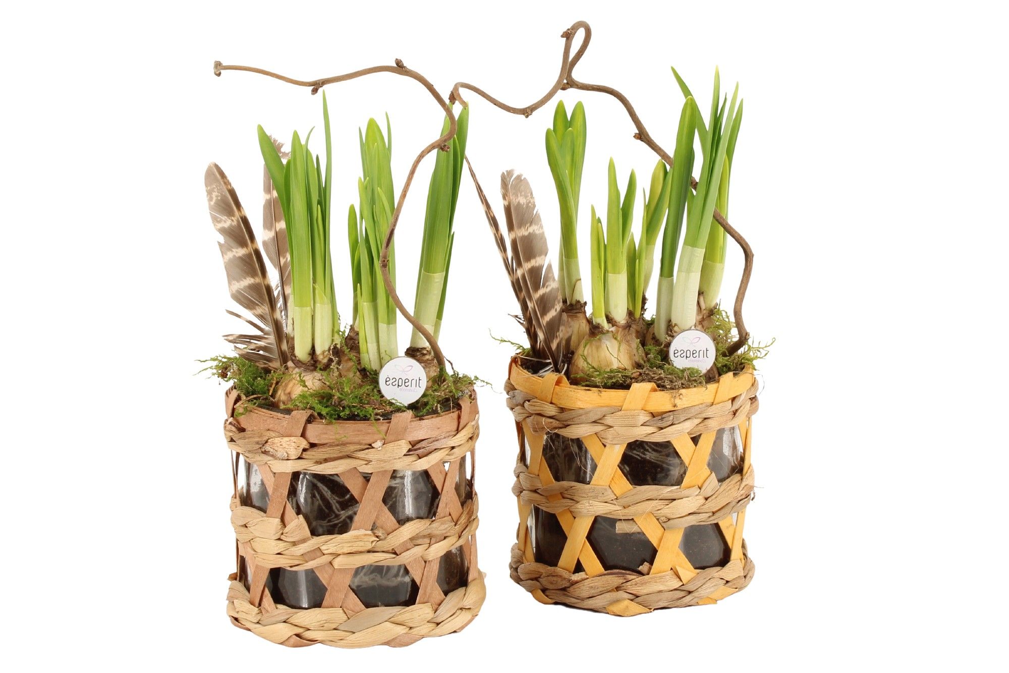 70594: Easter arrangement, D 10