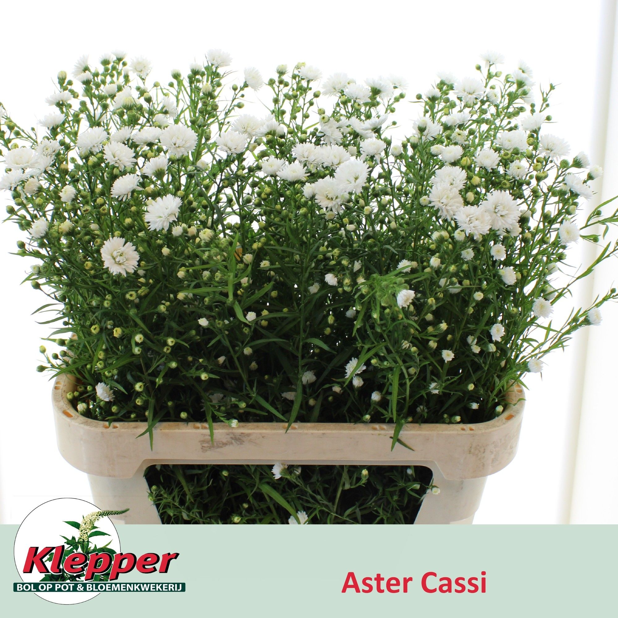 Астер Касси 80, шт.