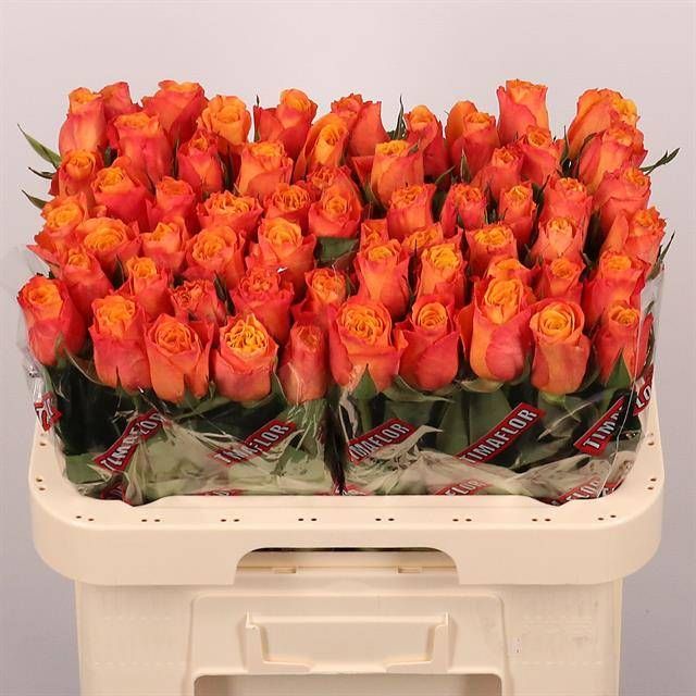 Роза од. Конфиденшиал 60, шт.