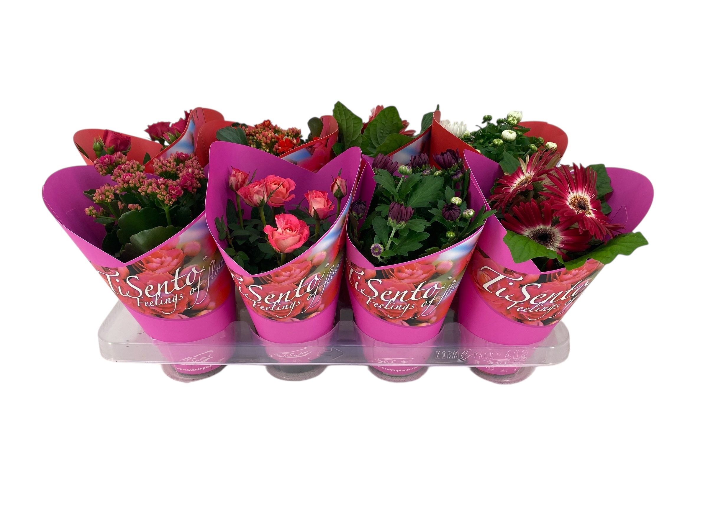 Bloeimix in Donker Roze Giftcover Valentijn mix, D 12 cm Bloeimix in Donker Roze Giftcover Valentijn mix, D 12 cm