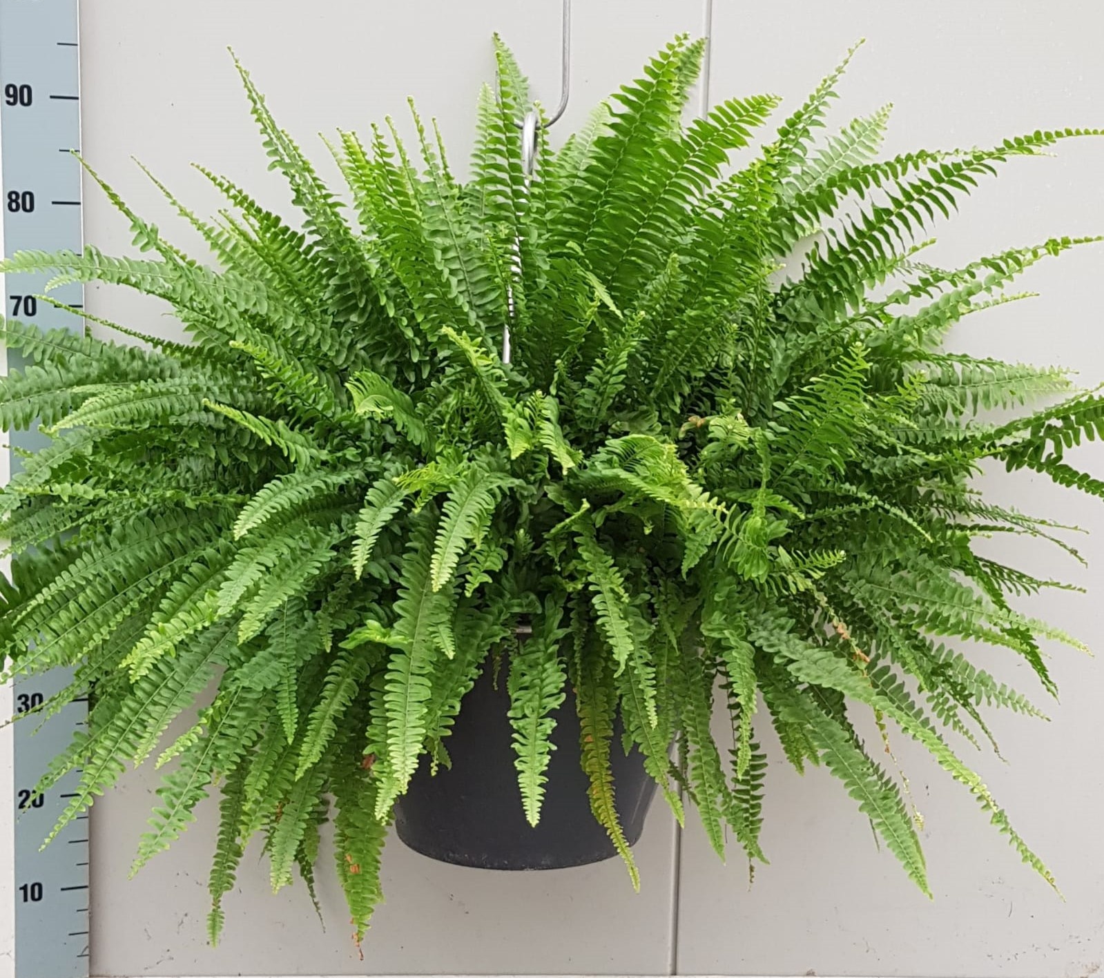 Nephrolepis Green Lady 35cm, D 35