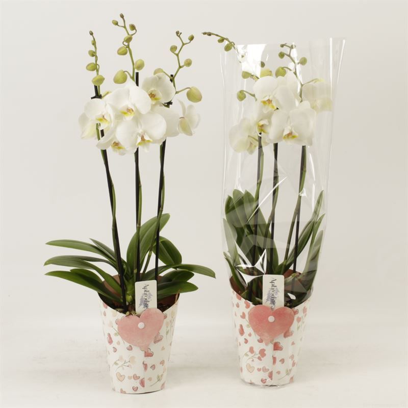 Phalaenopsis overig wit 3 tak wit in potcover Lovely, D 12