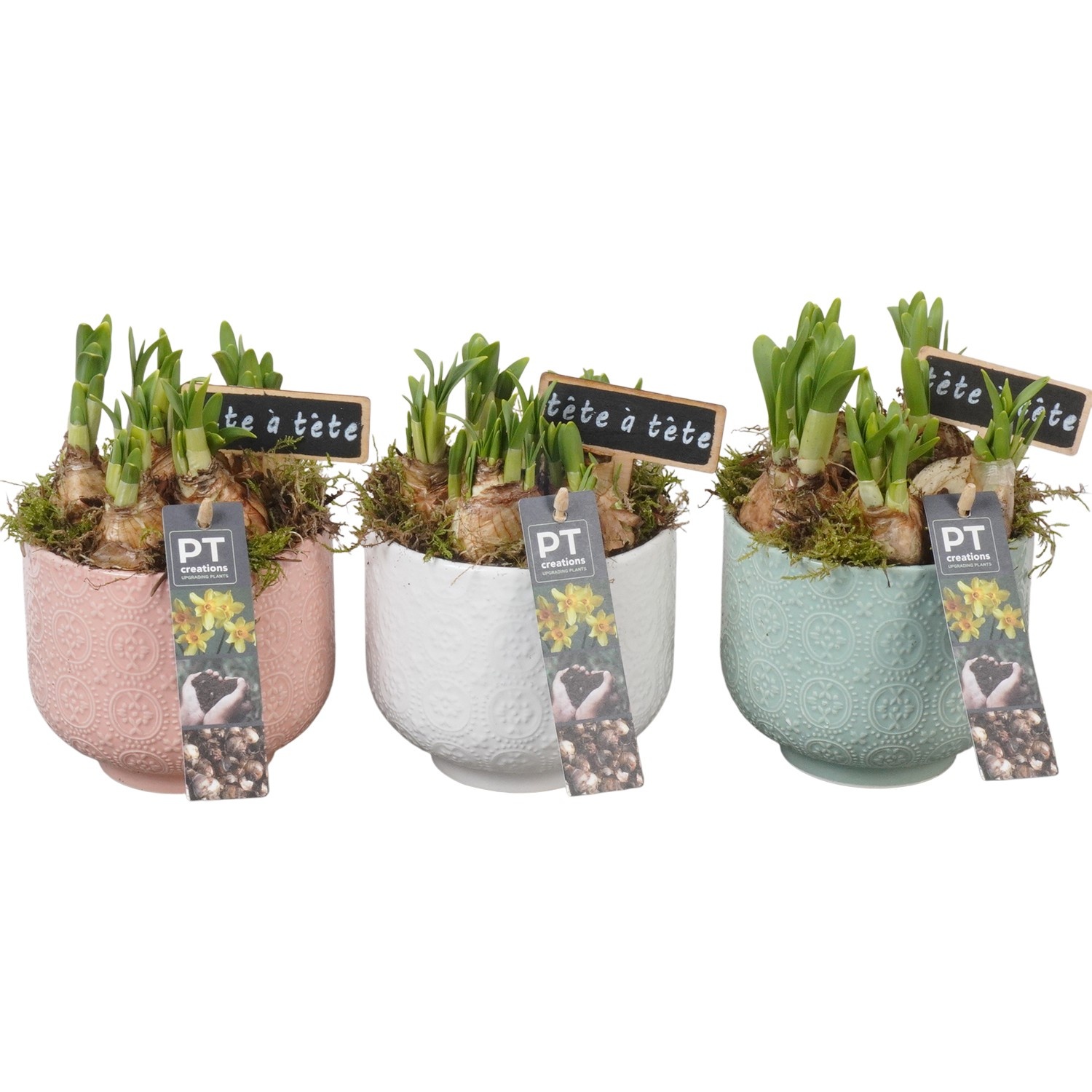 PTN8724 Arrangement Narcissus in keramiek pot, D 12