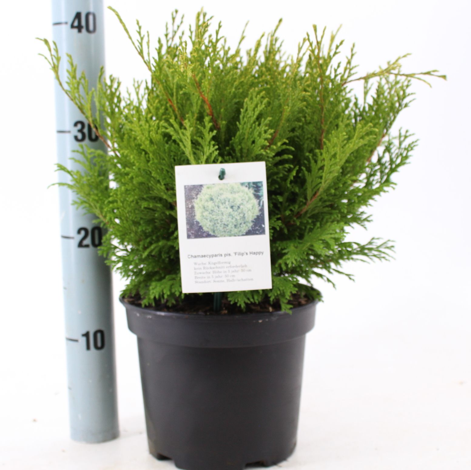 Chamaecyparis p. 'Filip's Happy Day', D 19