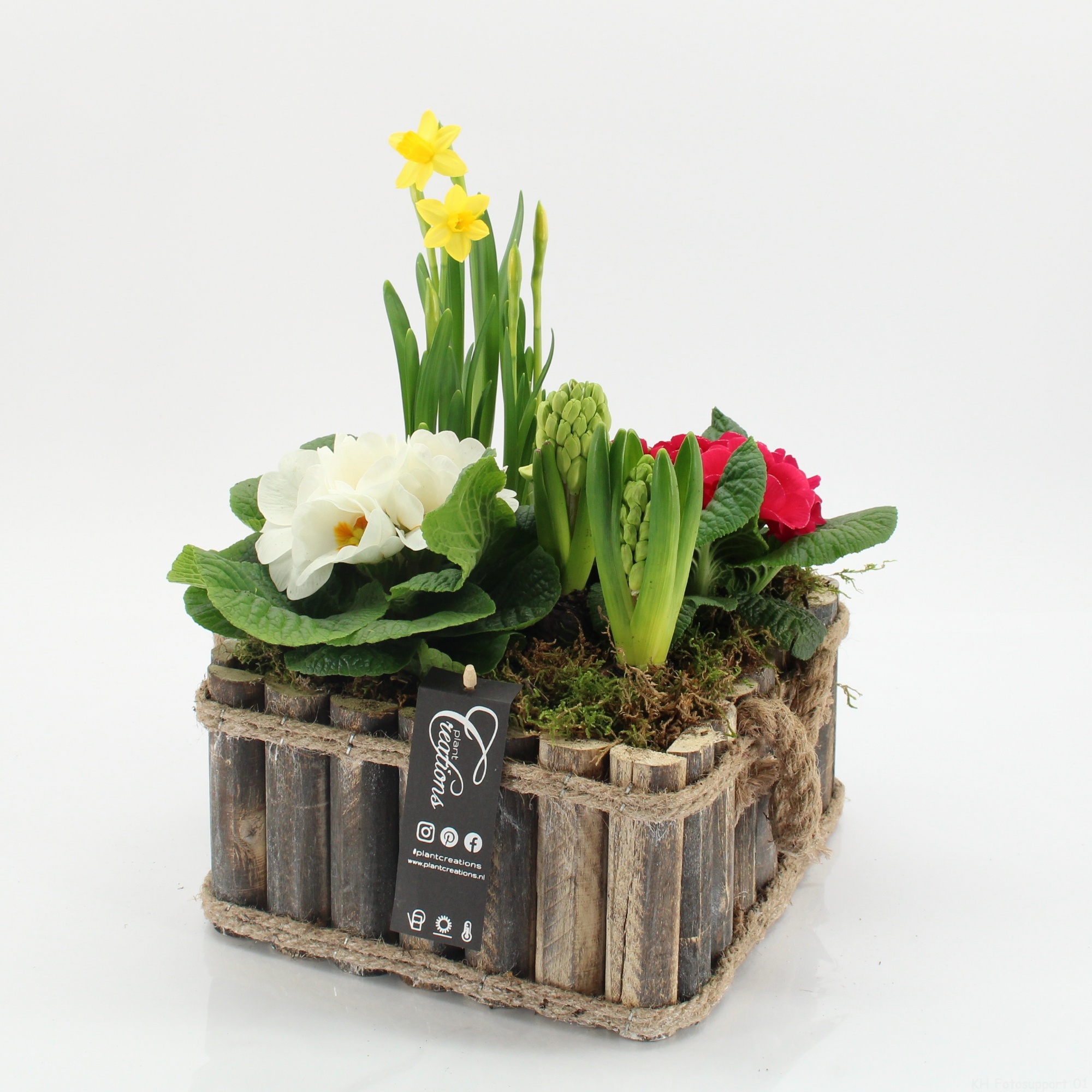 PMCR-2640 Primula creations, D 23