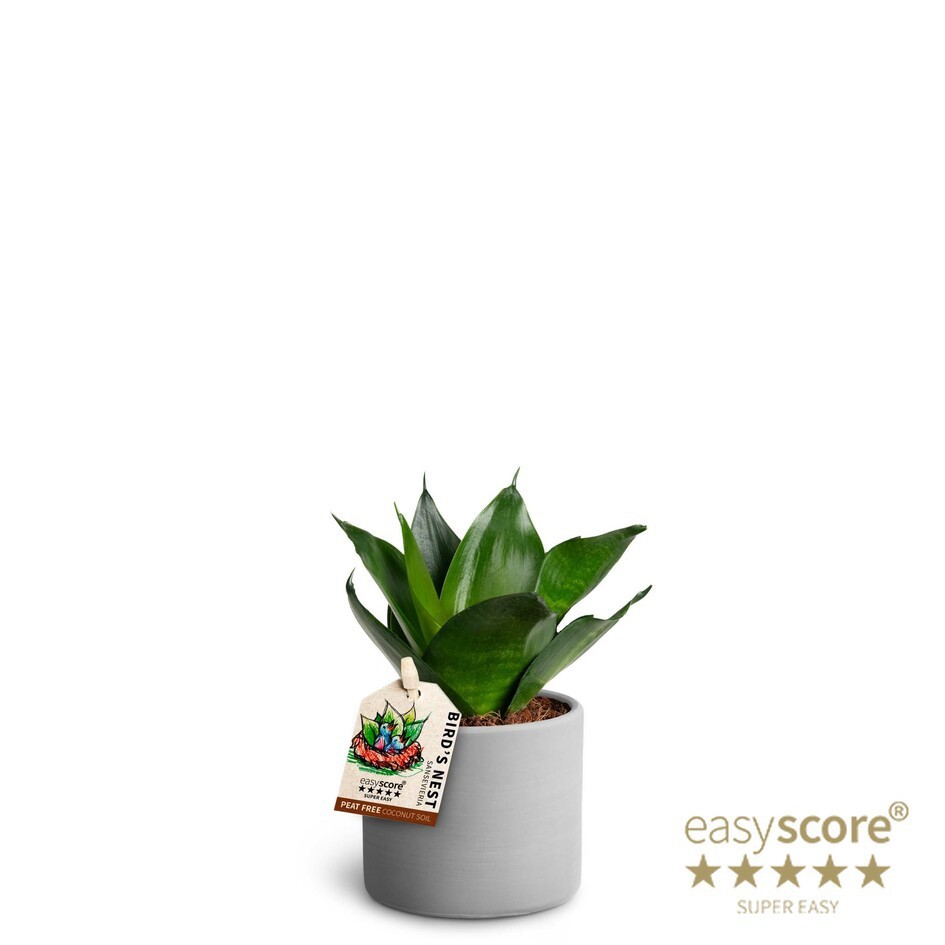 SANSEVIERIA TRIFASCIATA 40633054 Raw Grey Hahnii, D 7