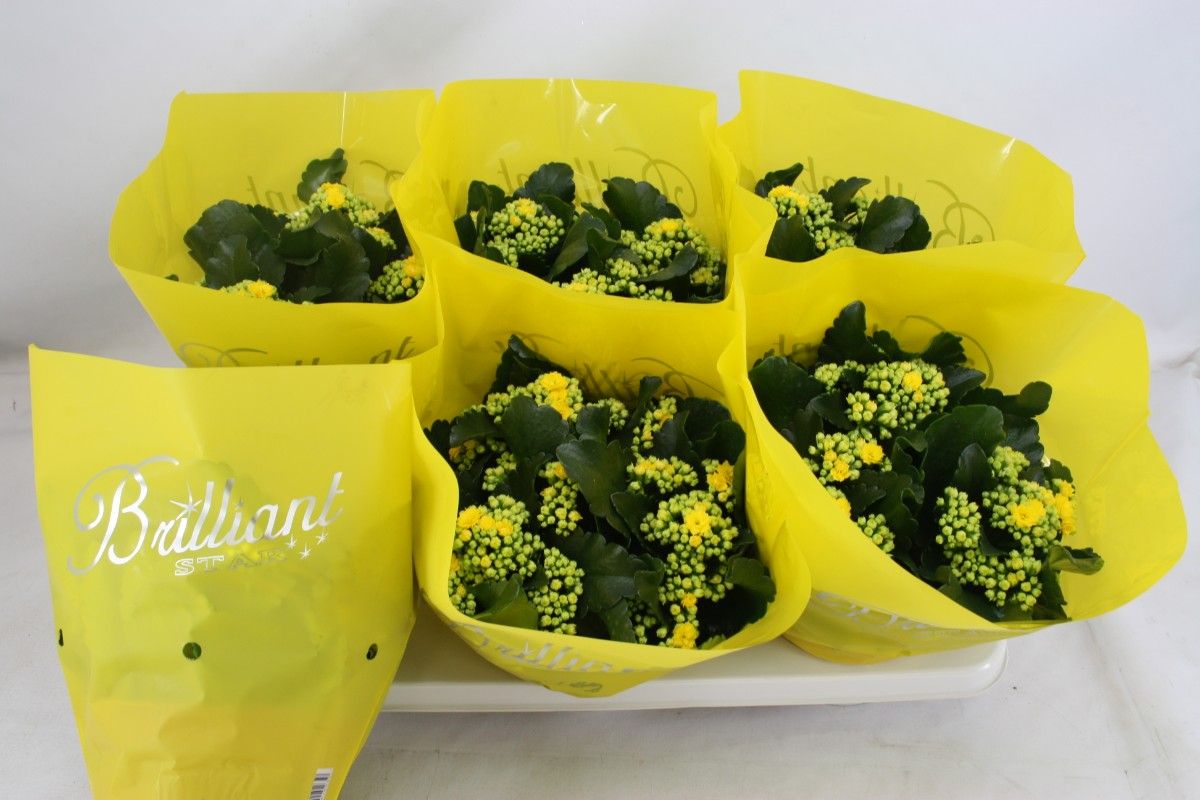 Gevuld 15 cm Geel Brilliant, D 15