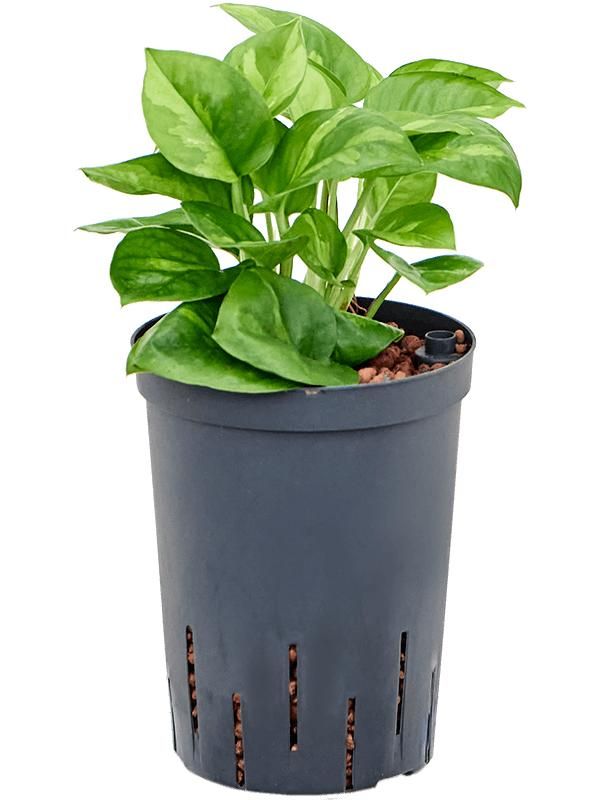 Scindapsus (Epipremnum) 'Global Green, D 15 cm