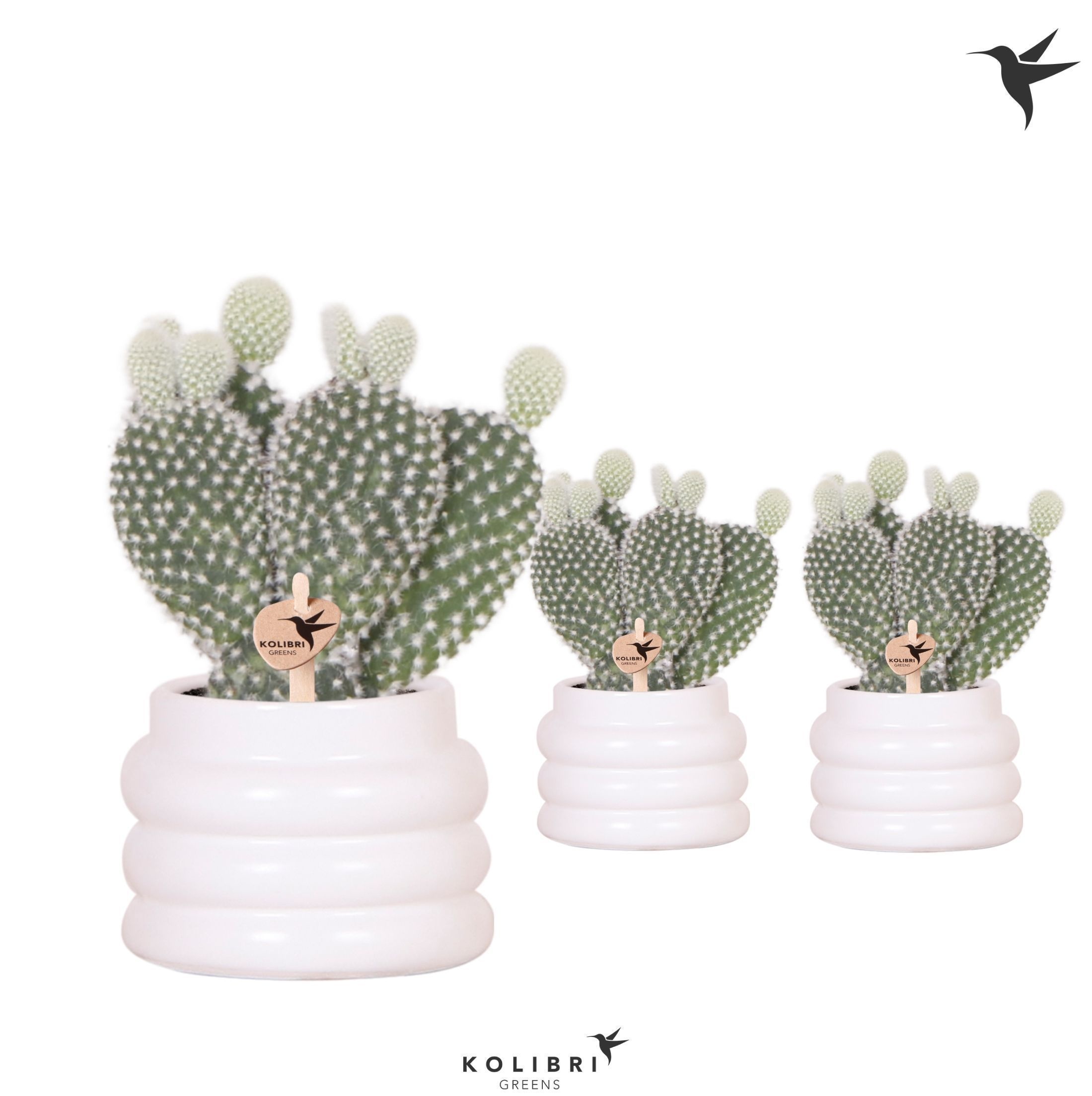 Kolibri Greens Opuntia white in Bubble pot white, D 6