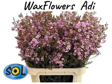 Шамелациум Ади 80 (роз.), шт.