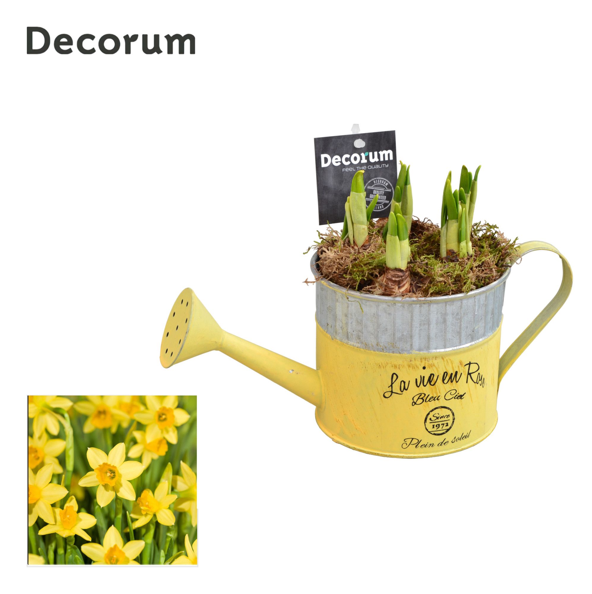 Narcis Gieter MAXI HL19953N, D 12