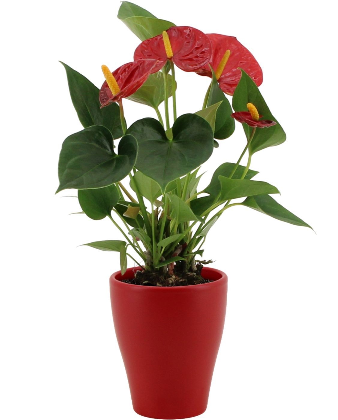 Anthurium Success Red in Carly ceramics, D 9