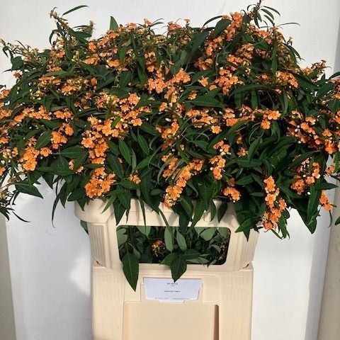 Эуфорбия куст. Санстрим 80, шт.