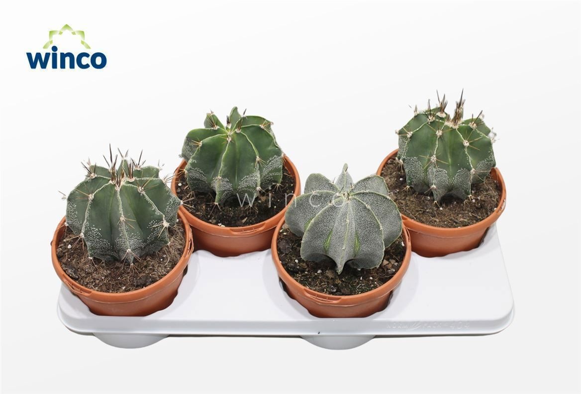 Astrophytum Ornatum, D 17