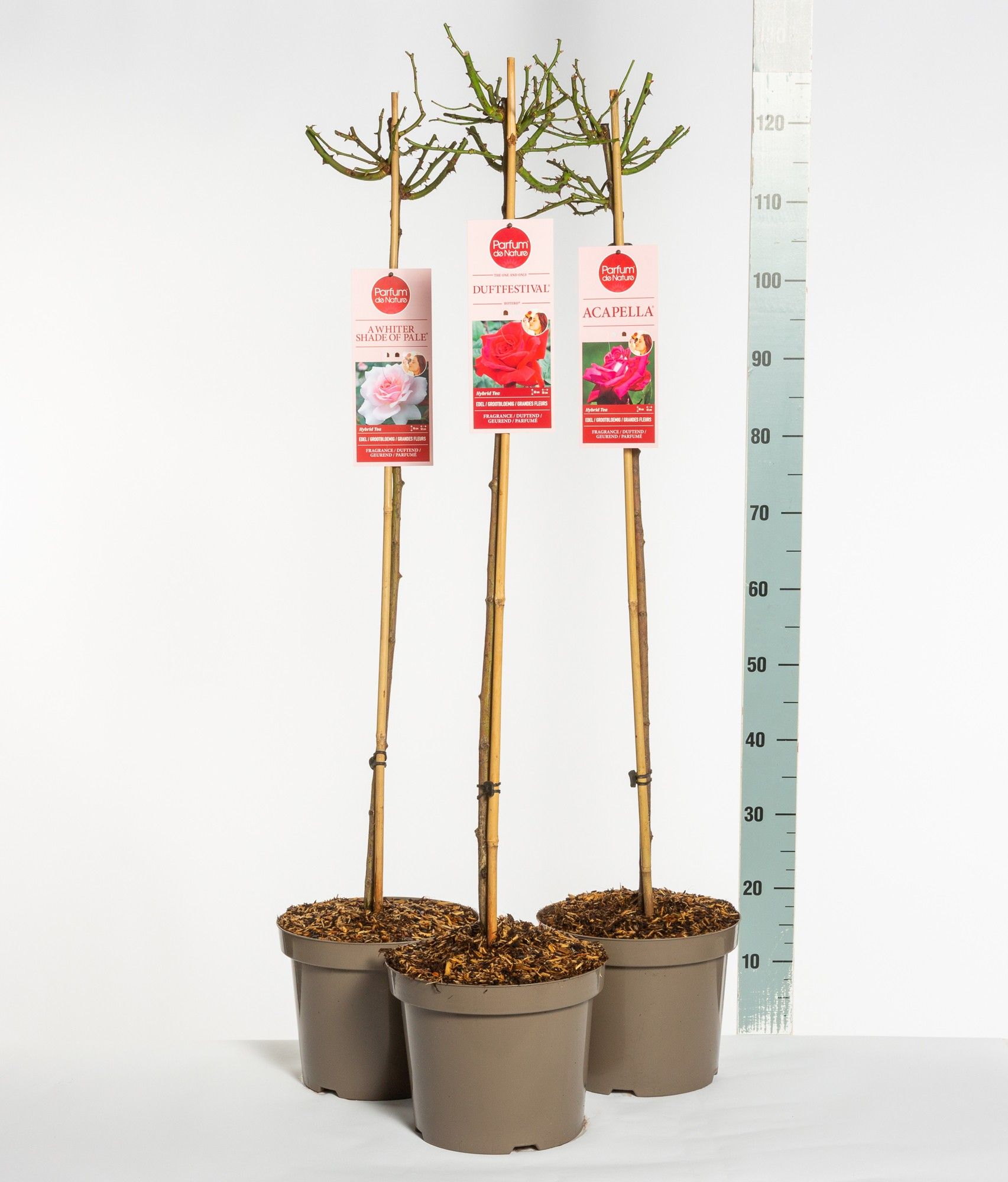 Parfum de Nature mix, stam 90, C7.5, D 26 cm