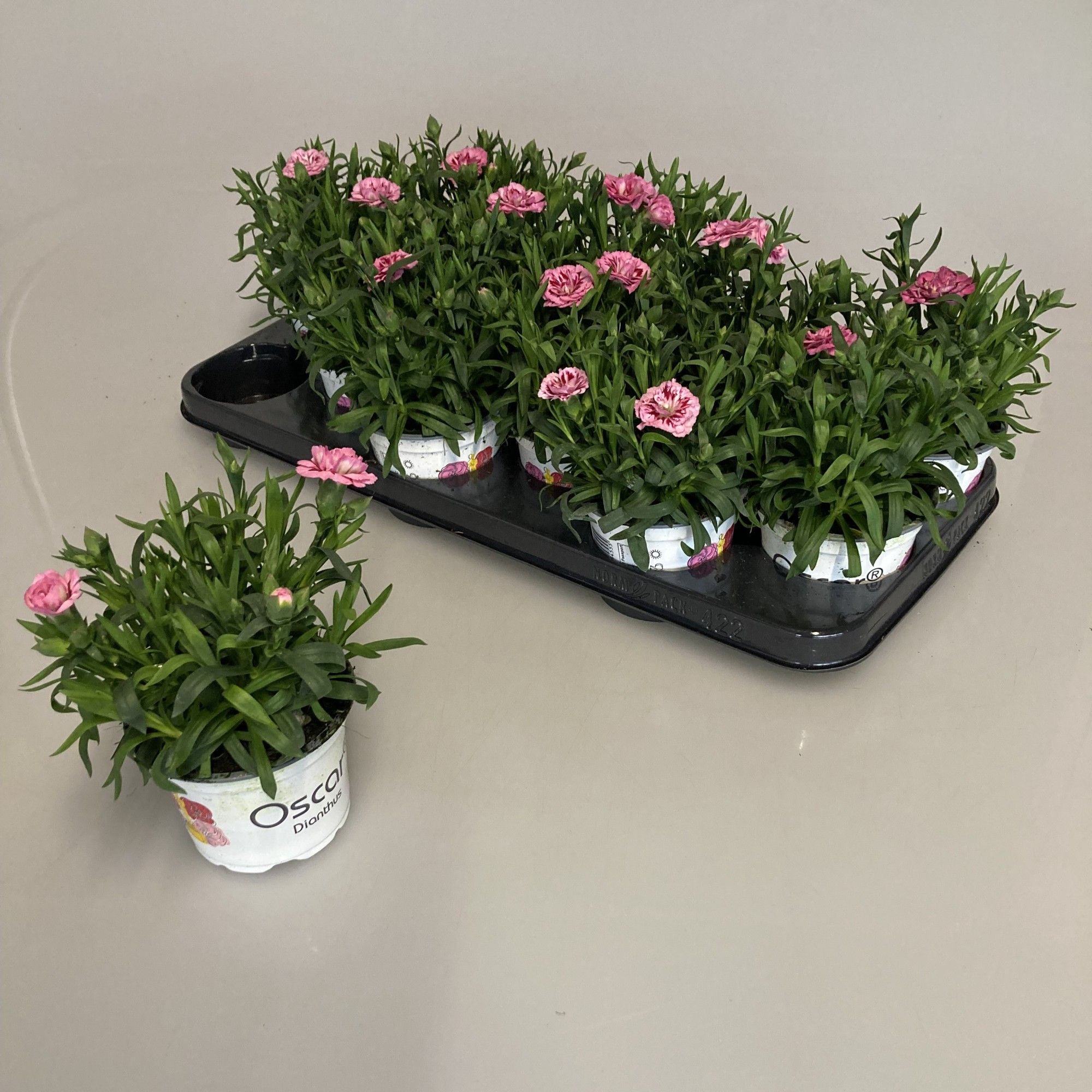 Dianthus Oscar Pink and Purple, D 10,5