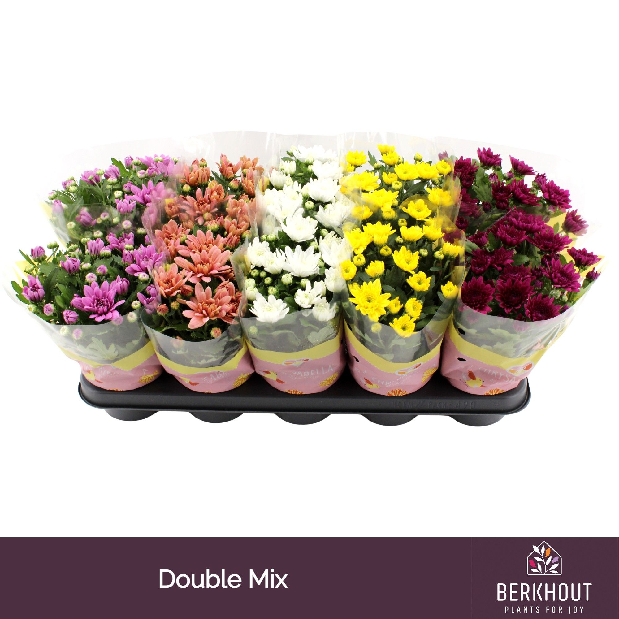 Chrysant Double mix, D 12