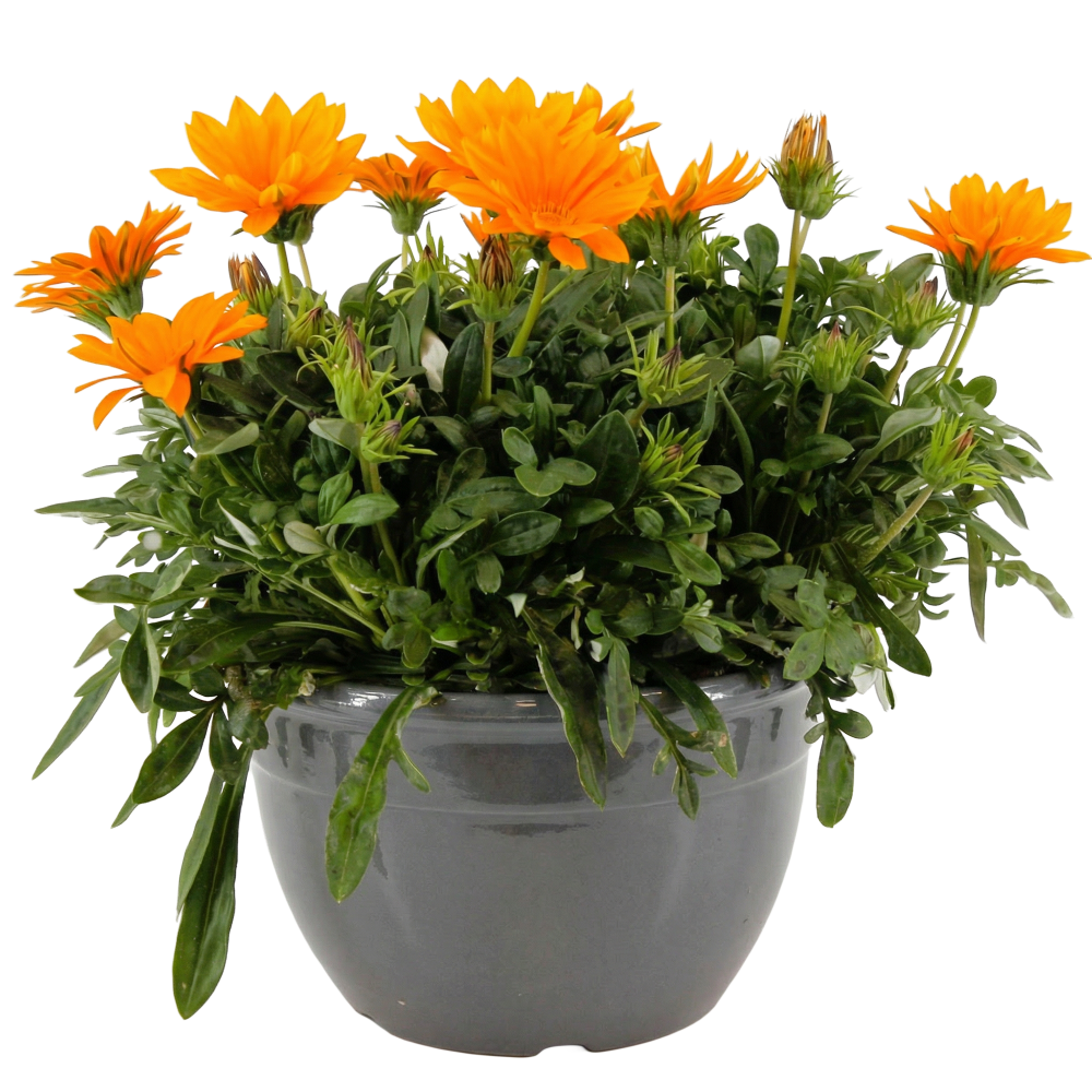 Gazania Giant Deep Orange Decorum, D 27