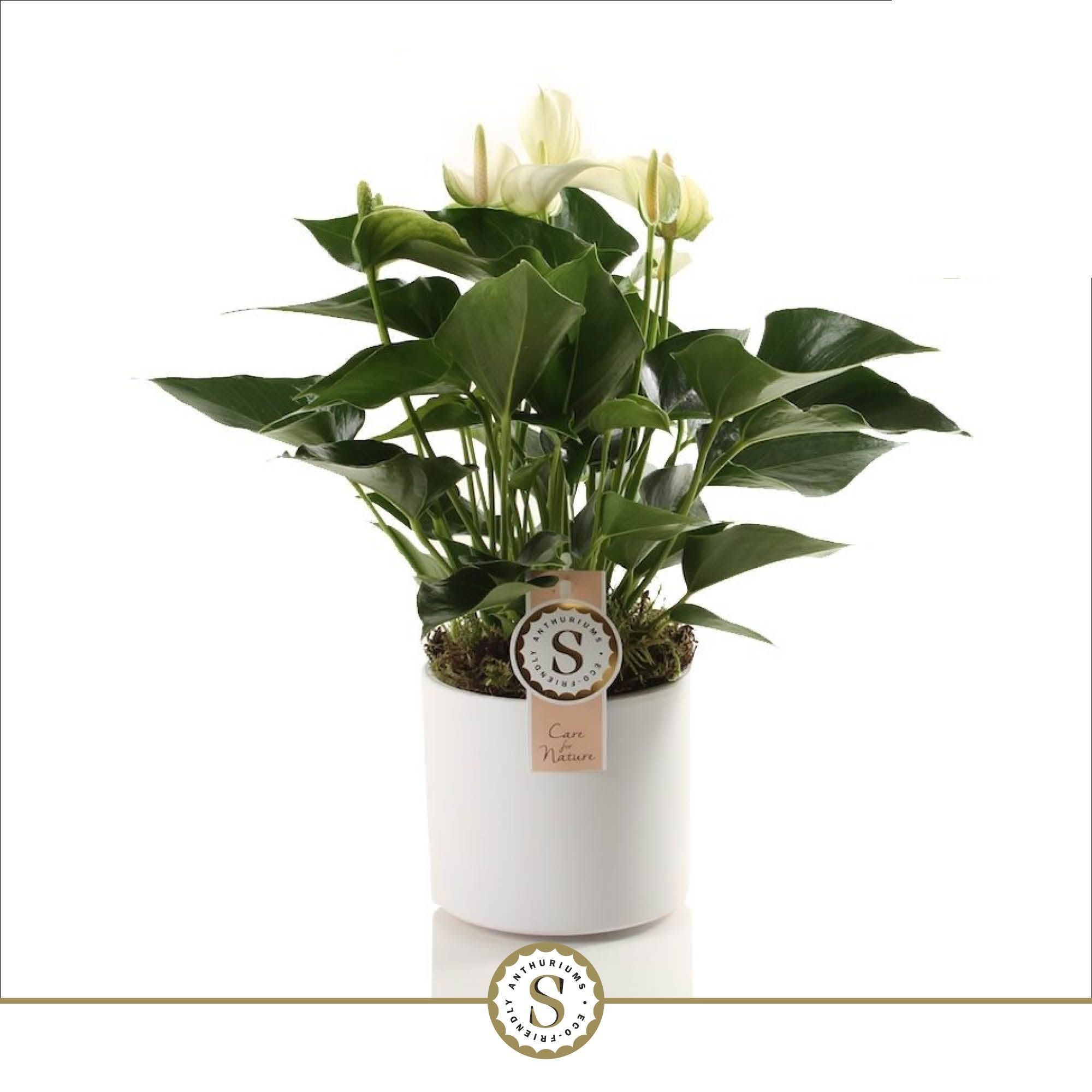 Bari Keramiek White - White Champion 12cm, D 12