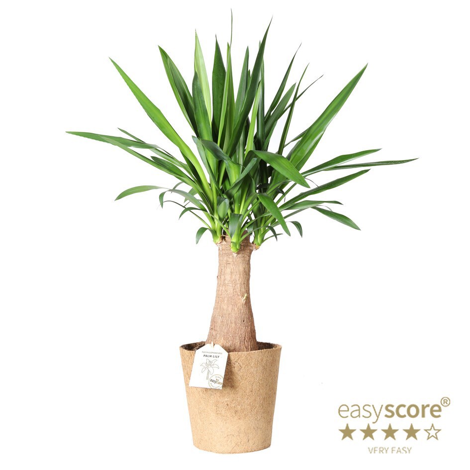 YUCCA ELEPHANTIPES COCOZ, D 24