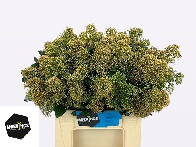 Скимия Сноу Вайт за пучок 45 (зел.), пуч.