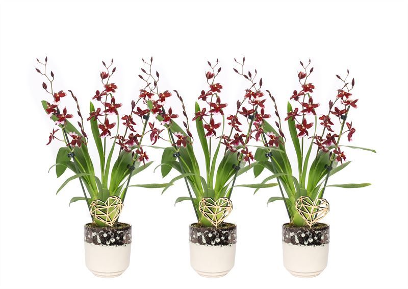 Noa p12 ombre vanille Cambria Barrocco Red 5-6T45+ regular, D 12