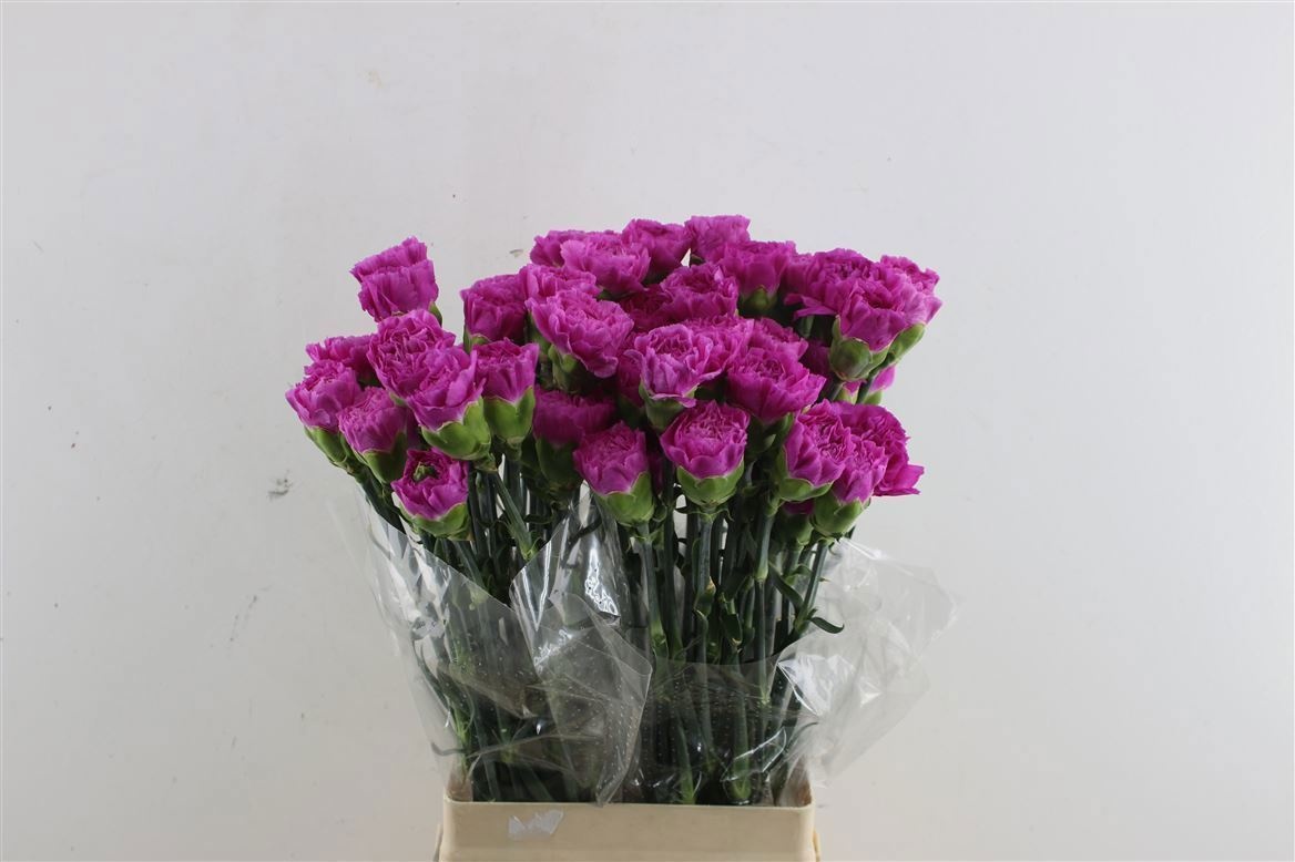 Диантус од. Хайку, шт.