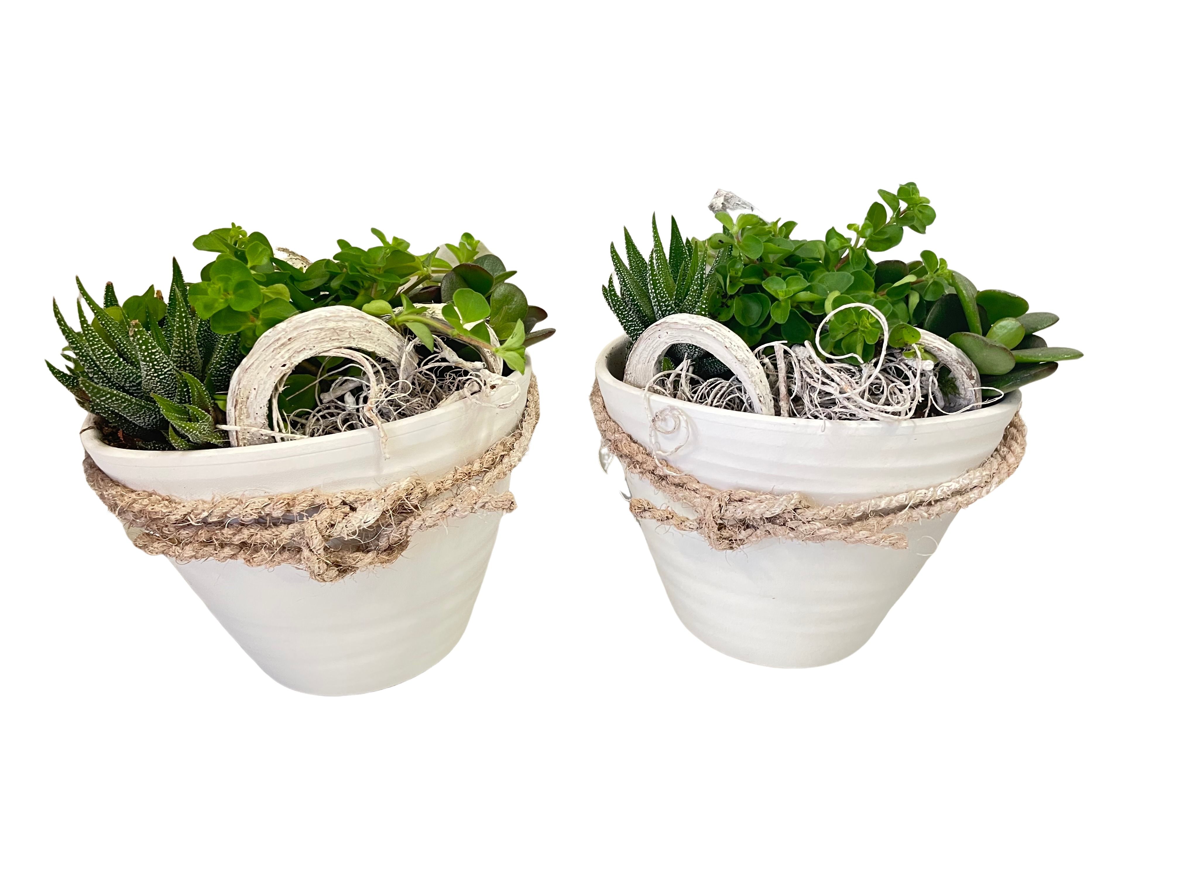 WHI14MIX mini groenmix in Ovale scratchpot wit 10x14cm, D 15
