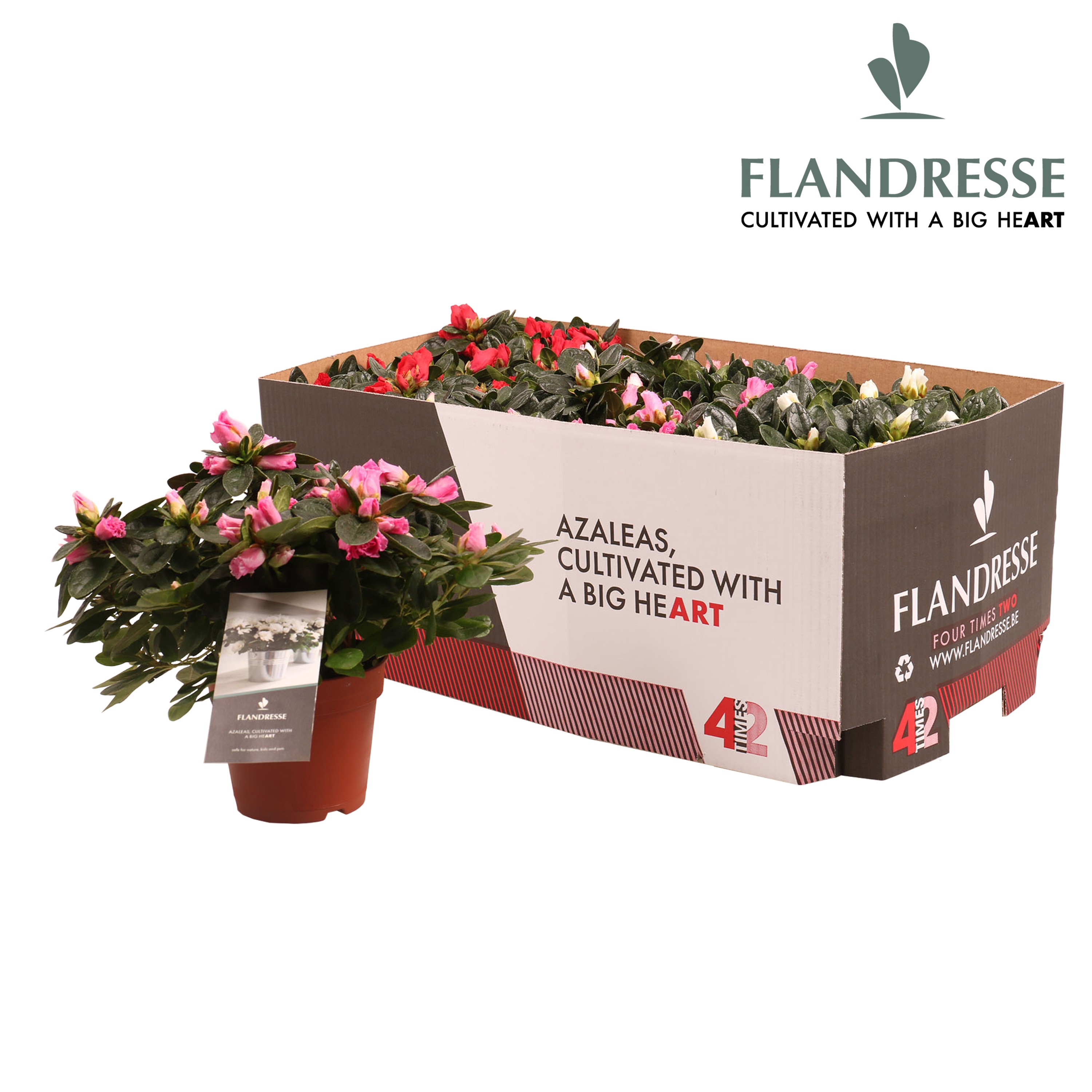 Azalea Flandresse® 'Four Times Two' 22 - 25 cm, D 12