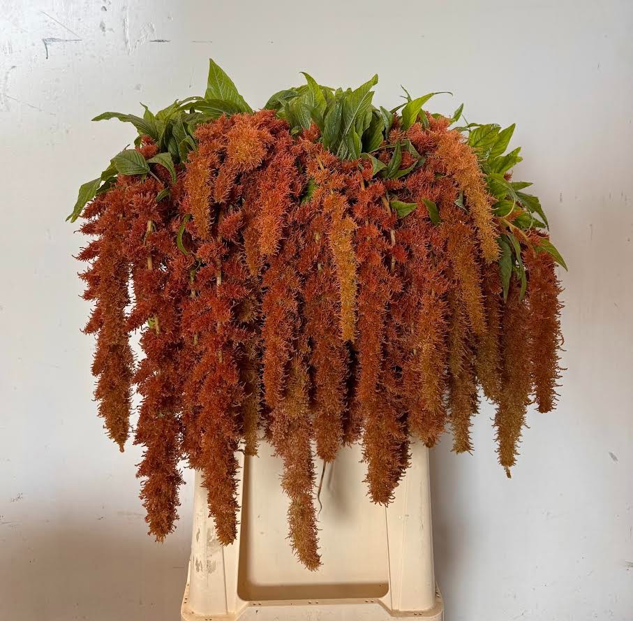 Амарантус Браун Спайдер 75, шт.