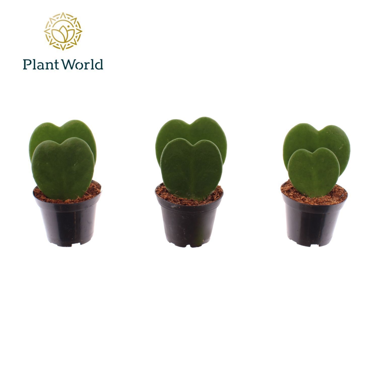 Hoya kerrii double heart 2 pp, D 7