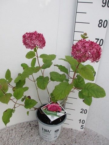 Hydrangea arb. Pink Annabelle 30-40 struik P23, D 23 cm