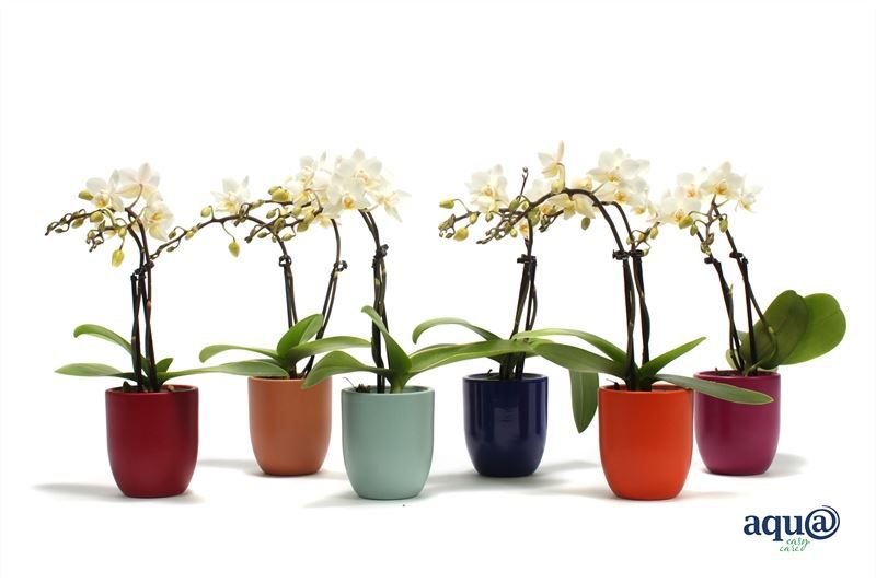 Hugo p06 mix paradise Phal Tiny Dolls white 2T12+ Aqu@, D 6