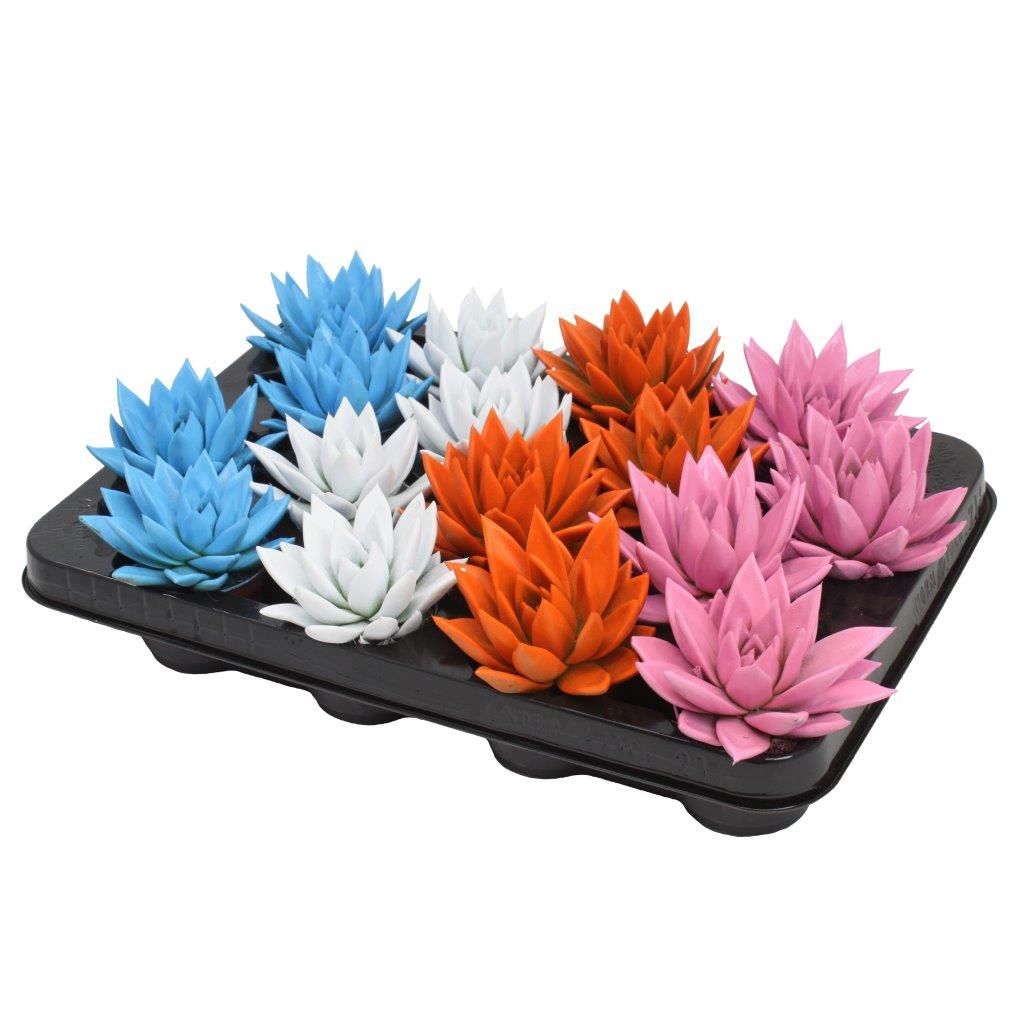 Miranda coloured summer mix, D 6 cm