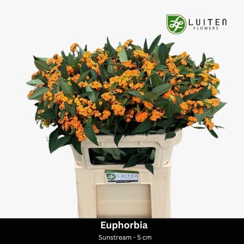 Эуфорбия куст. Санстрим 70, шт.